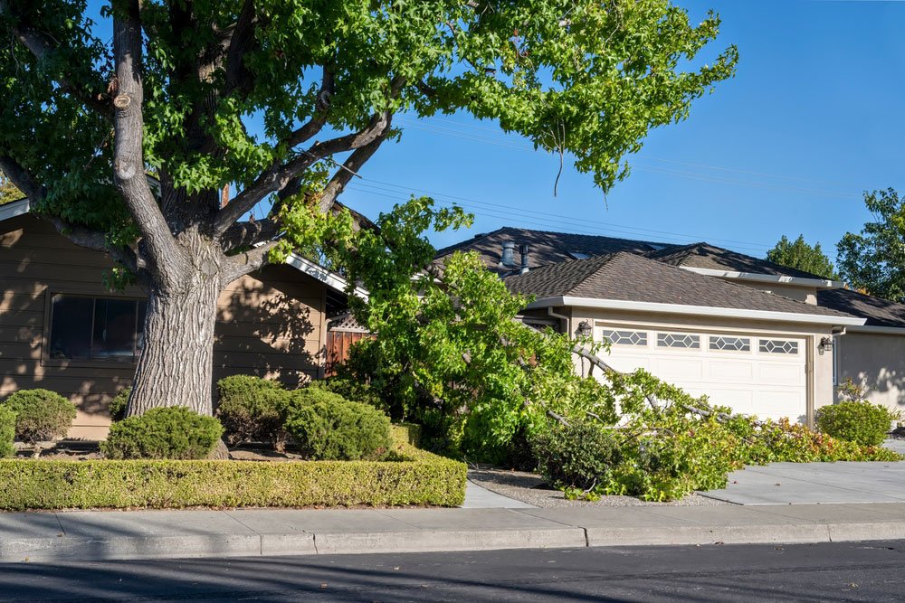 Why Storm Damage Cleanup Requires Expert Tree Services