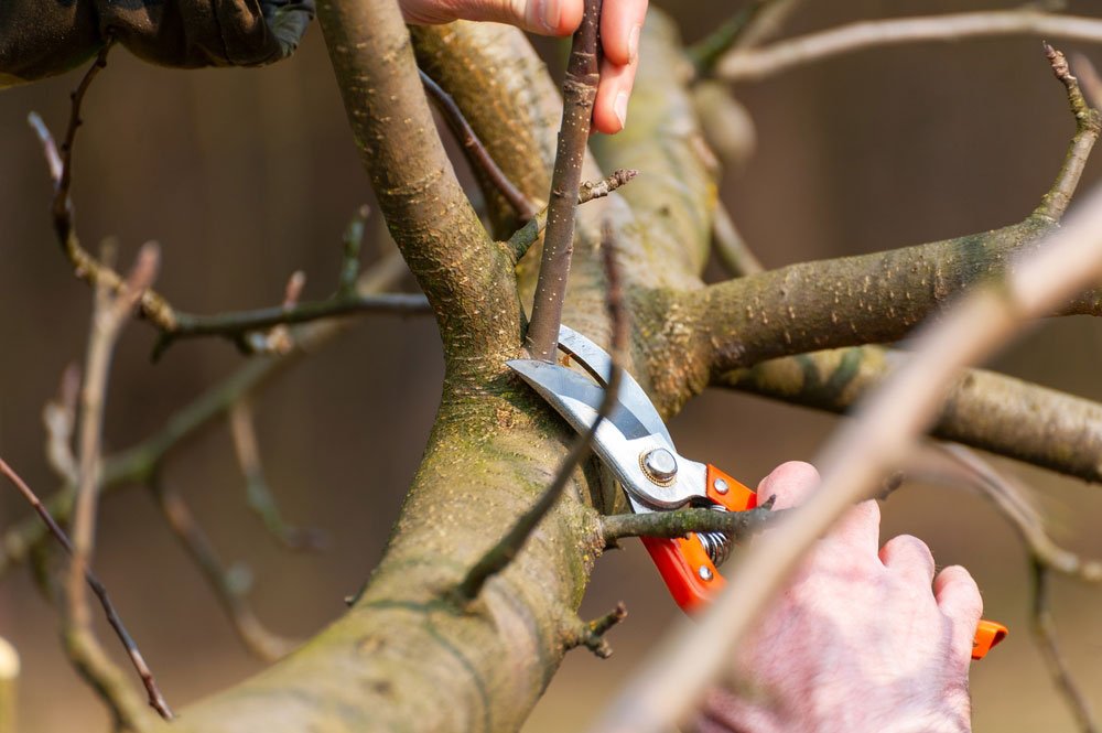 How Can Pruning Help Control Tree Size and Shape?